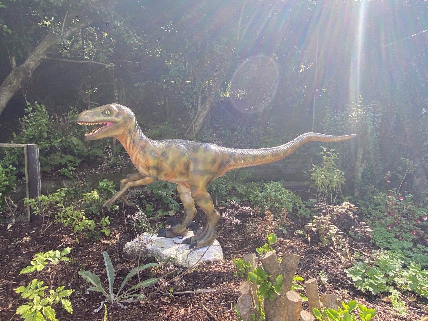 Deinonychus - August 2024