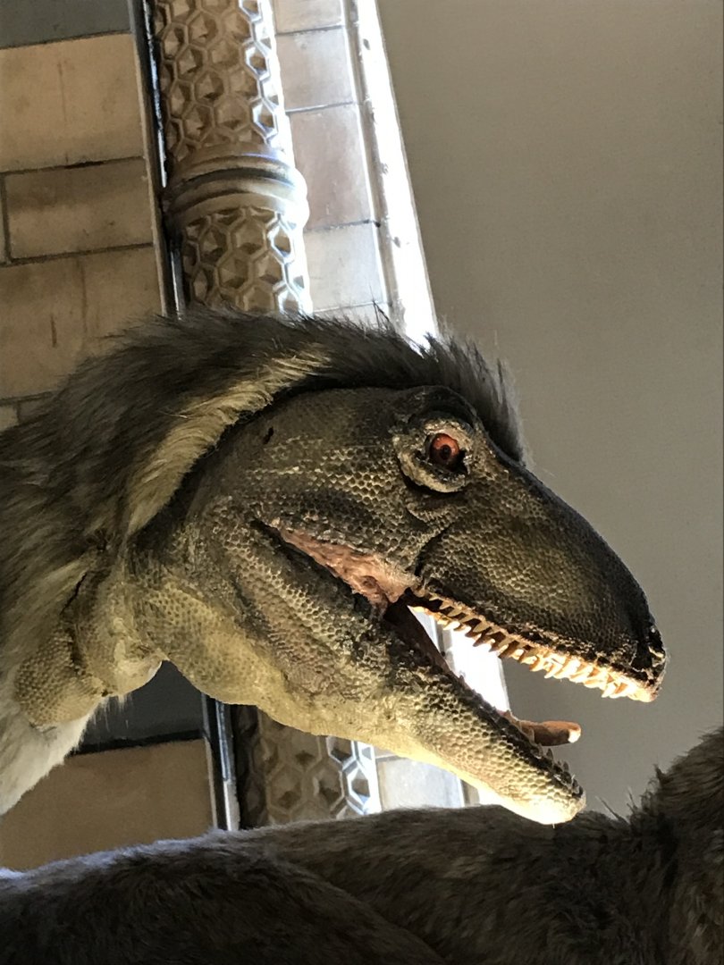 Deinonychus model closeup