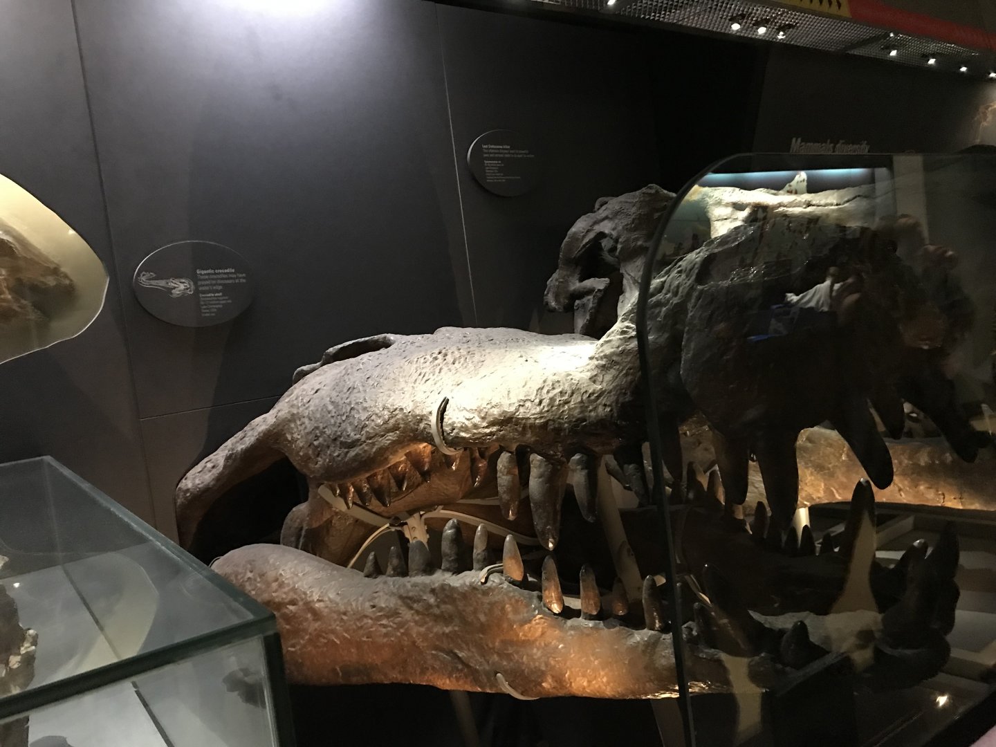 Deinosuchus and Tyrannosaurus skulls