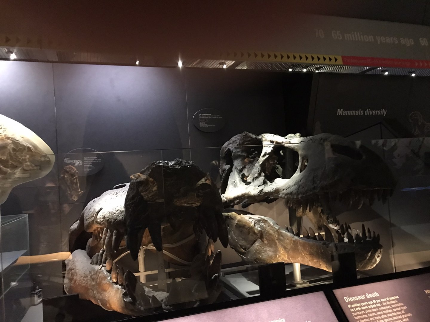 Deinosuchus and Tyrannosaurus skulls