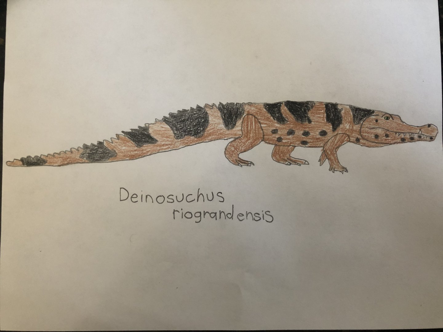 Deinosuchus riograndensis