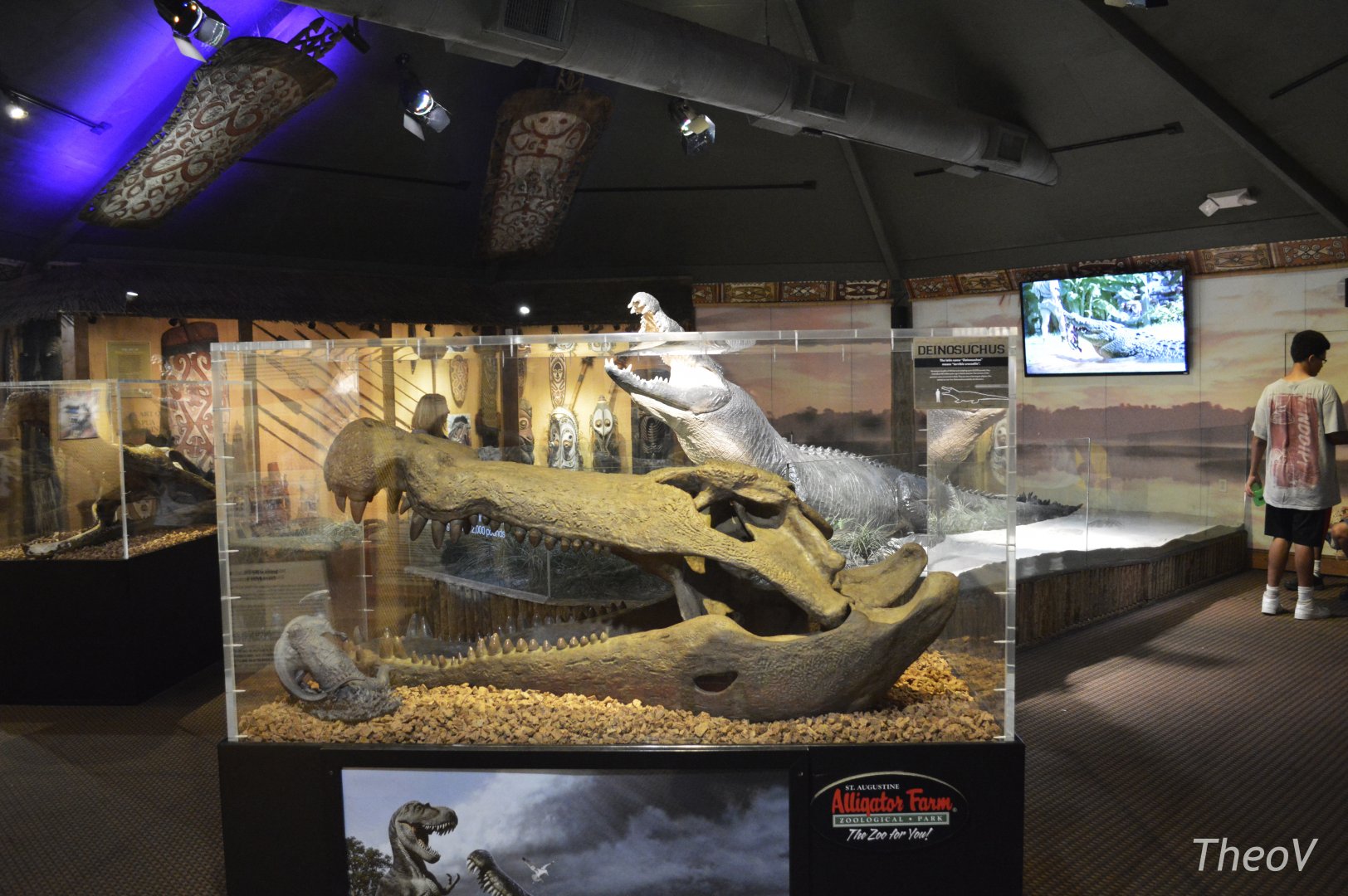 Deinosuchus skull replica [2017]