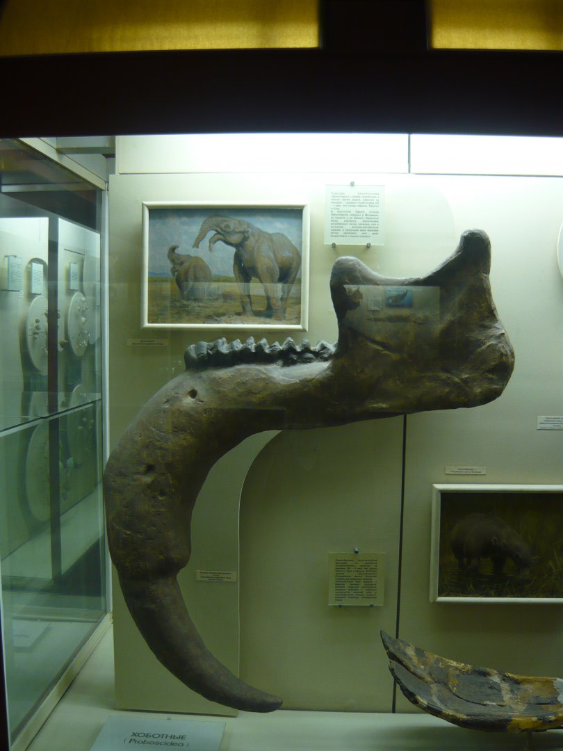 Deinotherium giganteum mandible (cast)
