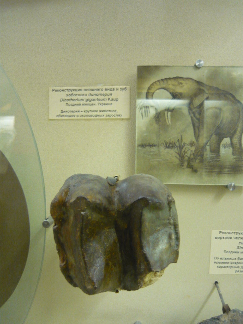 Deinotherium giganteum tooth