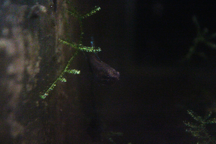 Deissner's licorice gourami (Parosphromenus deissneri) - PCBA