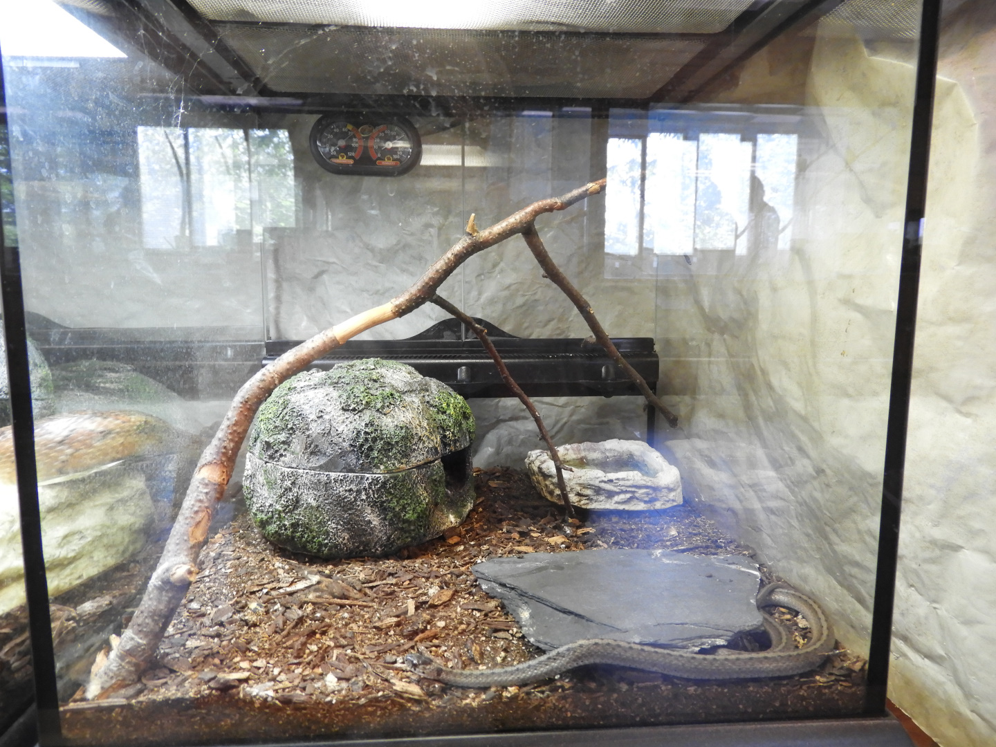 DeKay's Brown Snake exhibit (New in 2017) - Education & Animal Care Building - Manitowoc Lincoln Park Zoo