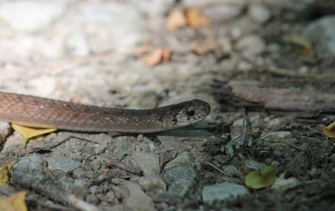 Dekay’s Brownsnake (Storeria dekayi)