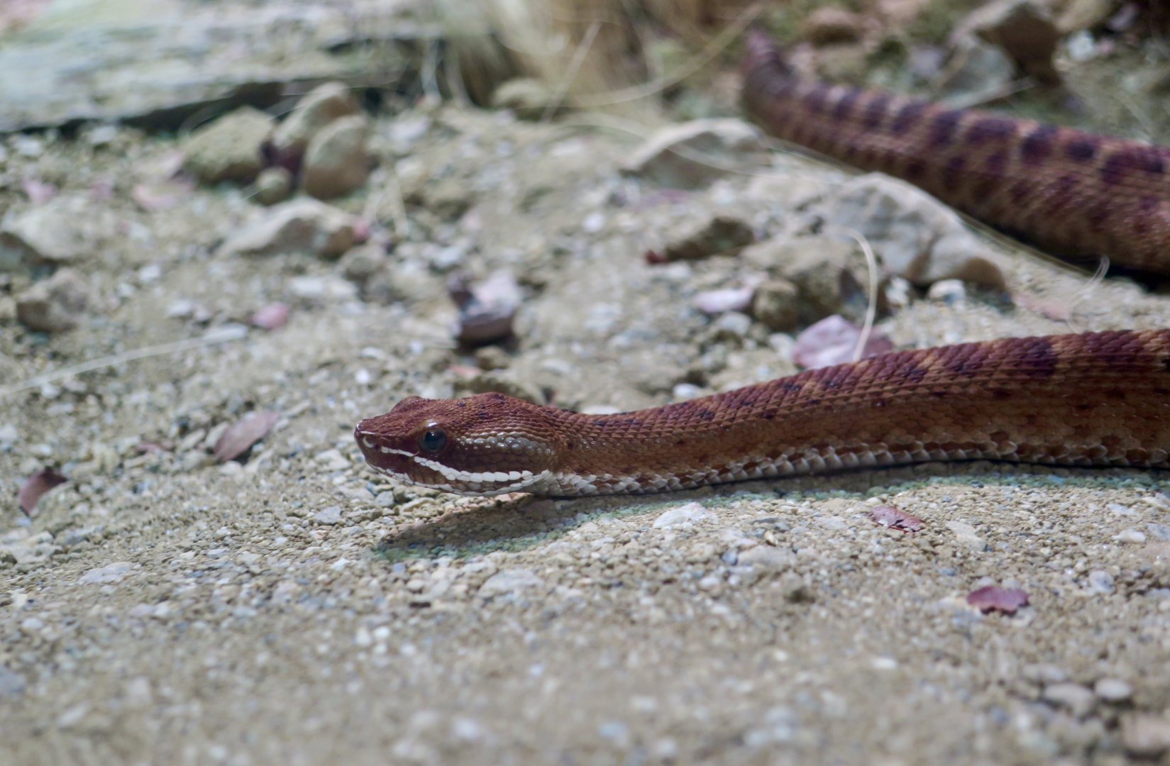 Del Nido Ridge-Nosed Rattlesnake (Crotalus willardi amabilis)