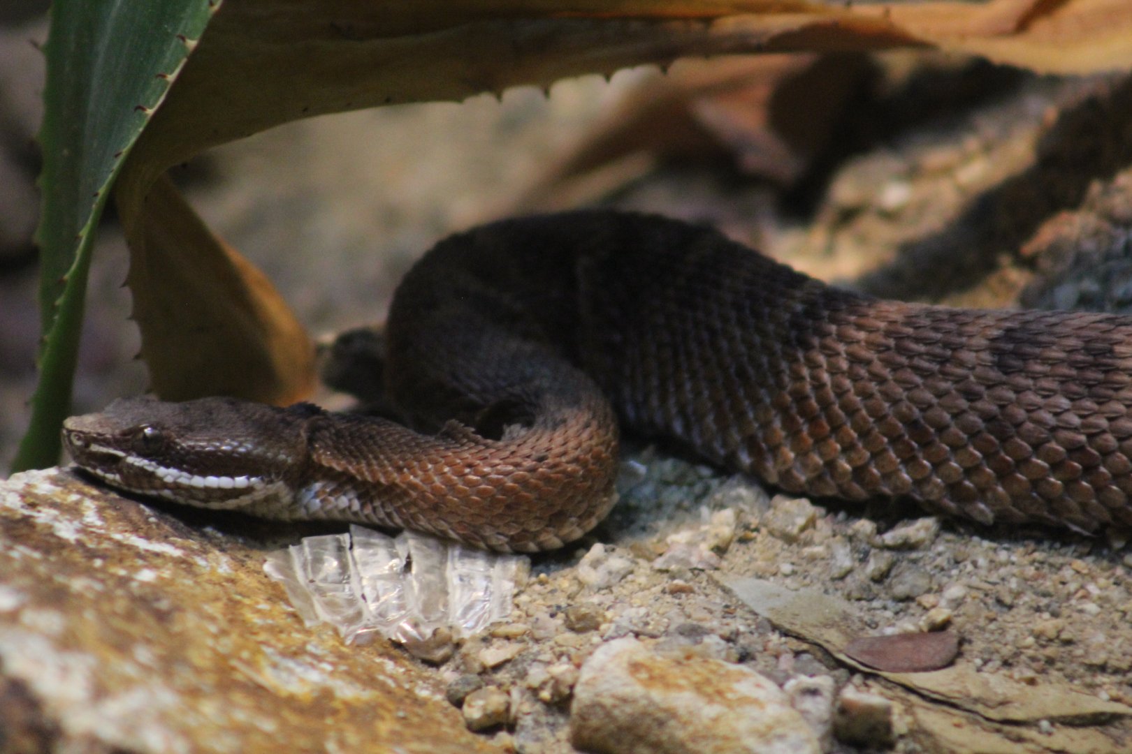Del Nido Ridge-Nosed Rattlesnake