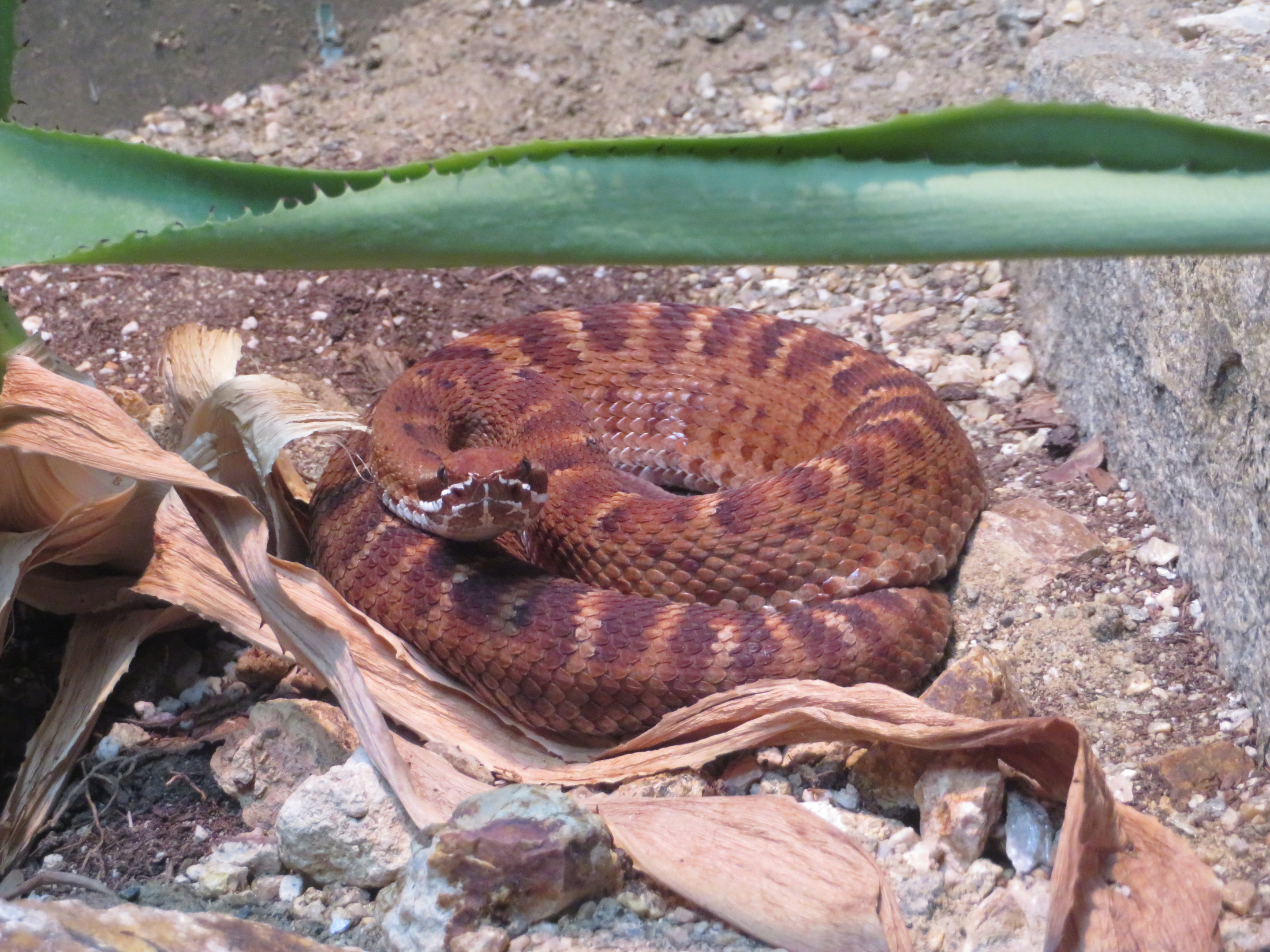 Del Nido Ridge-nosed Rattlesnake