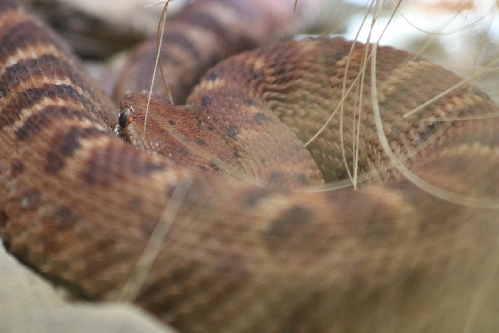 Del Nido Ridge-nosed Rattlesnake
