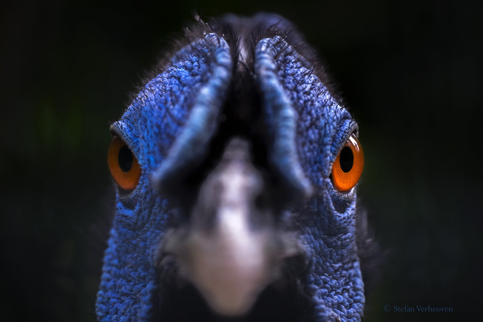 Delacour's crested fireback male