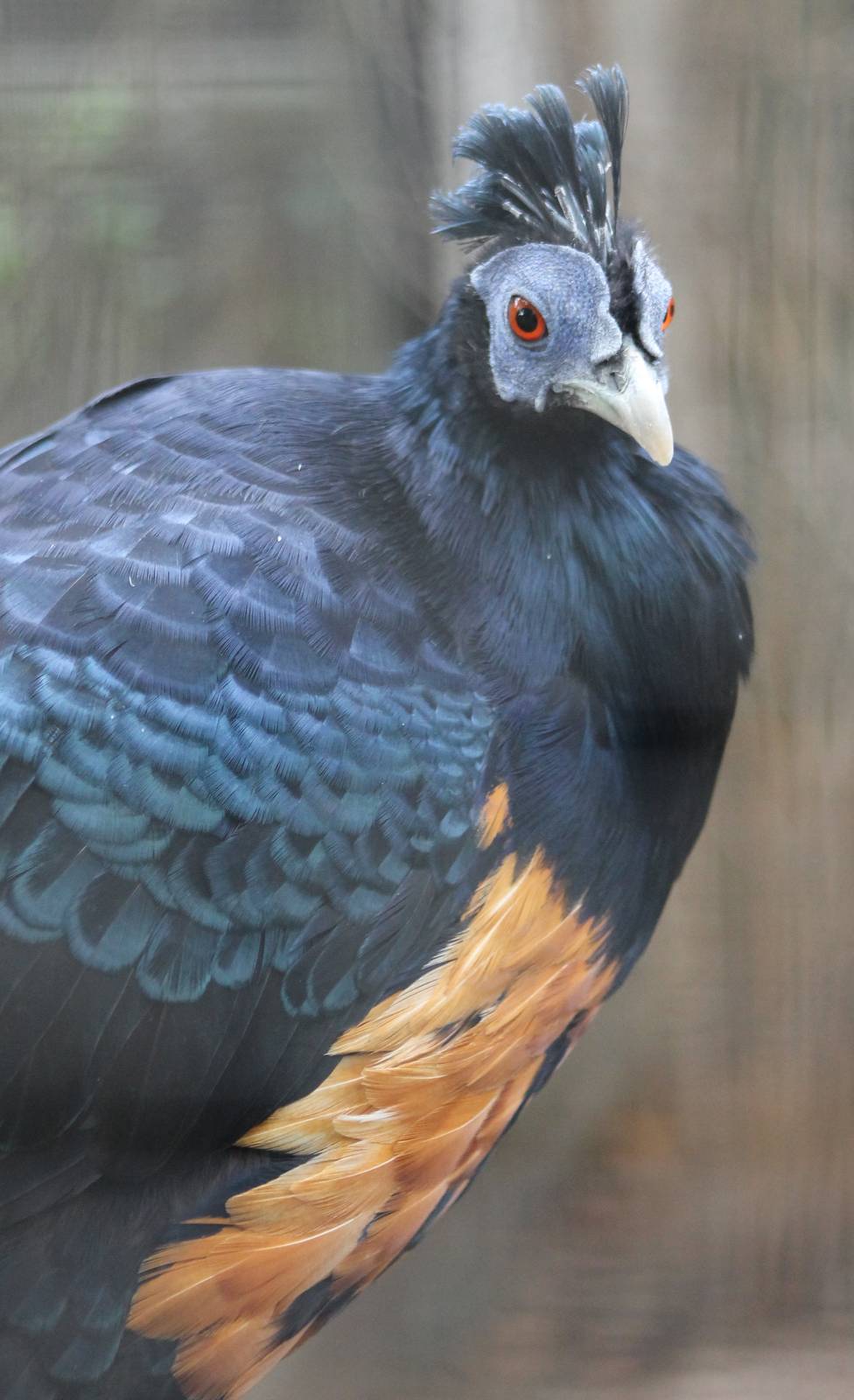 Delacour's crested fireback
