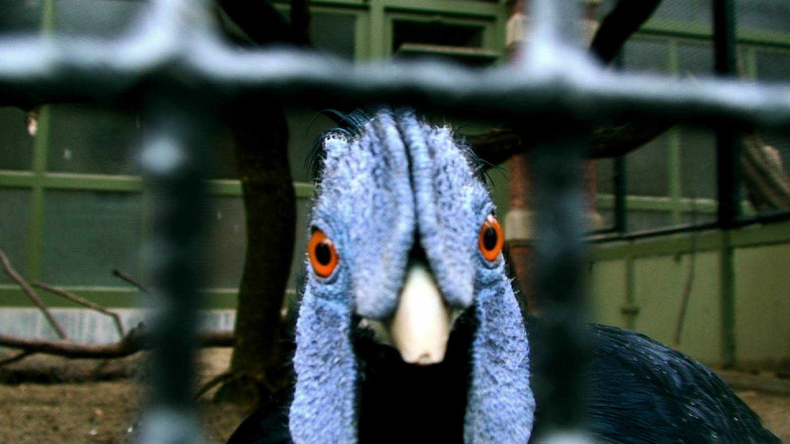 Delacour's crested fireback