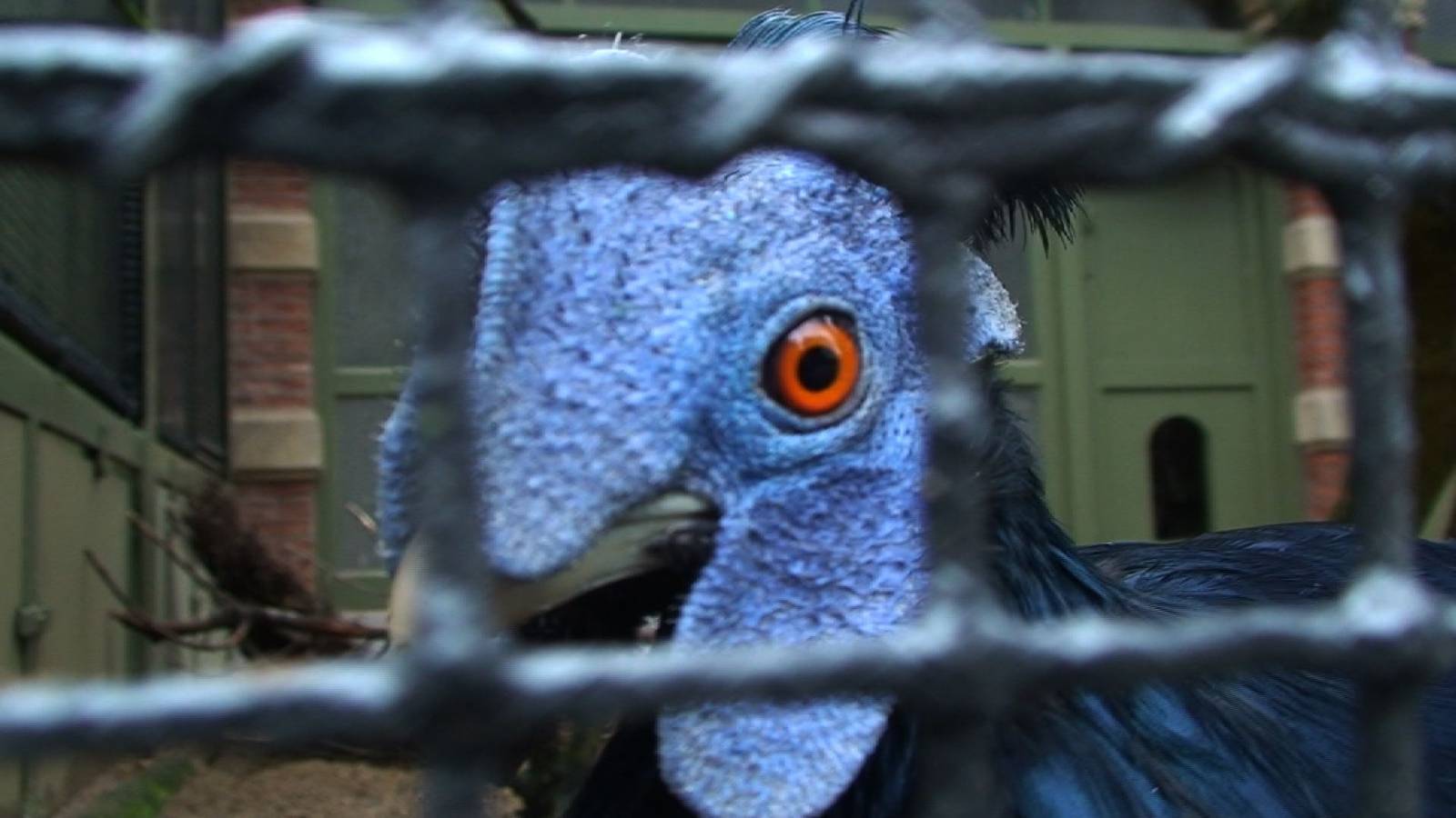 Delacour's crested fireback