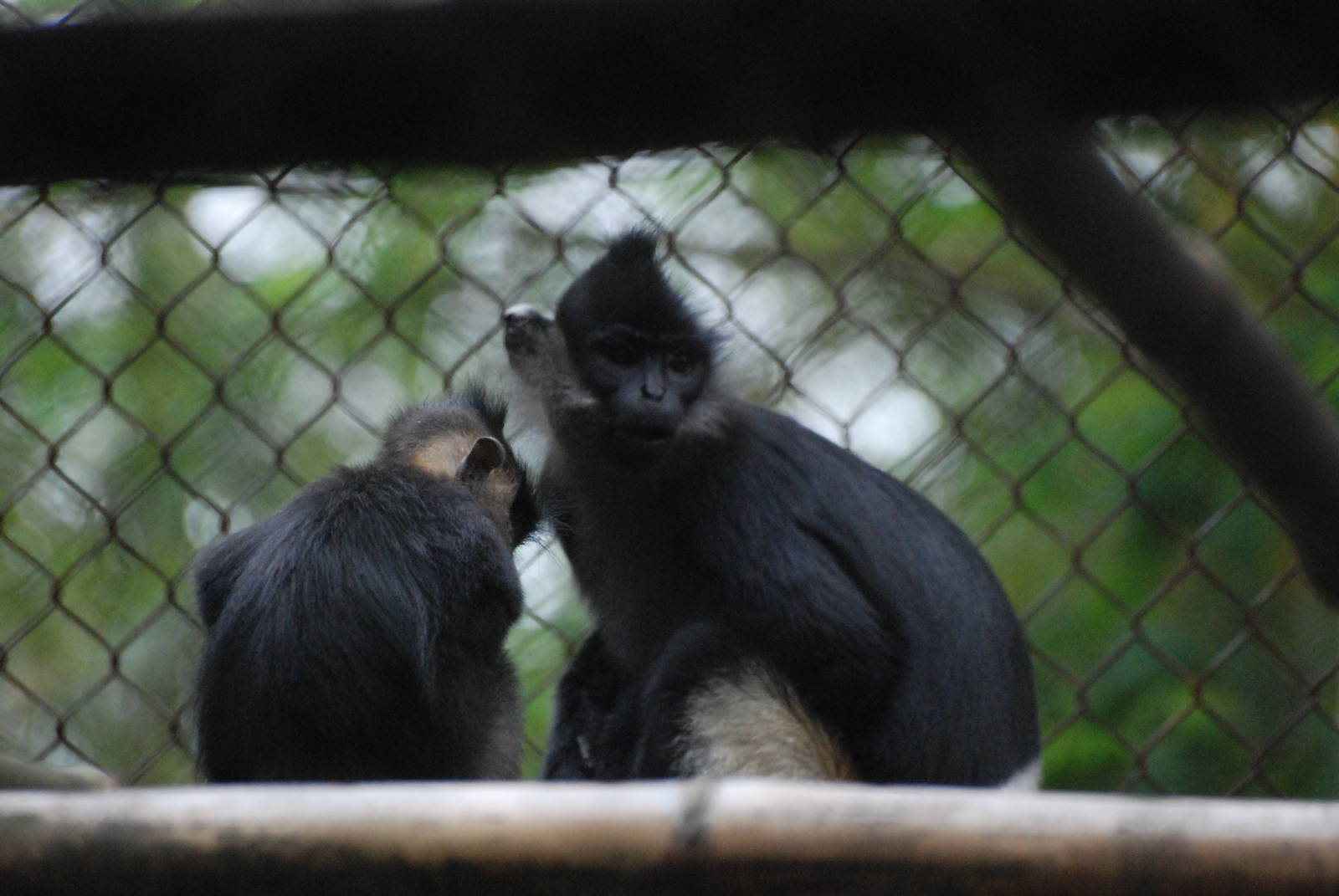 Delacour's Langur and Young at EPRC Cuc Phuong, 10/03/12