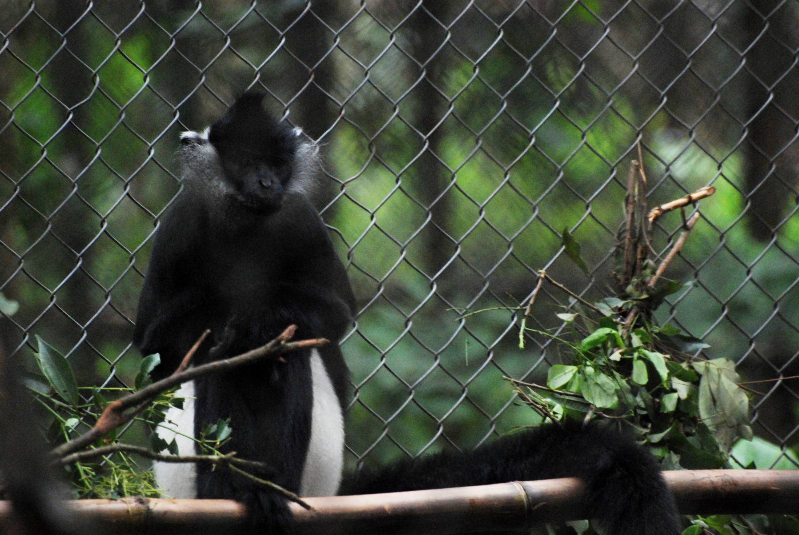 Delacour's Langur at EPRC Cuc Phuong, 10/03/12