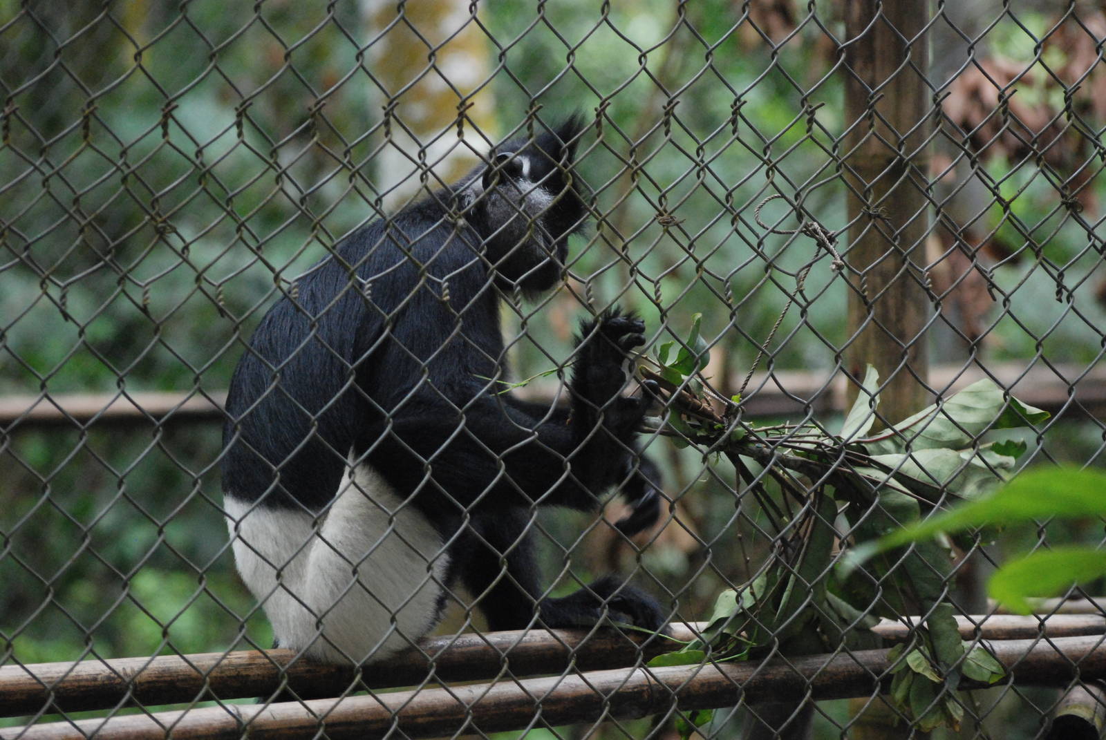 Delacour's Langur at EPRC Cuc Phuong, 10/03/12