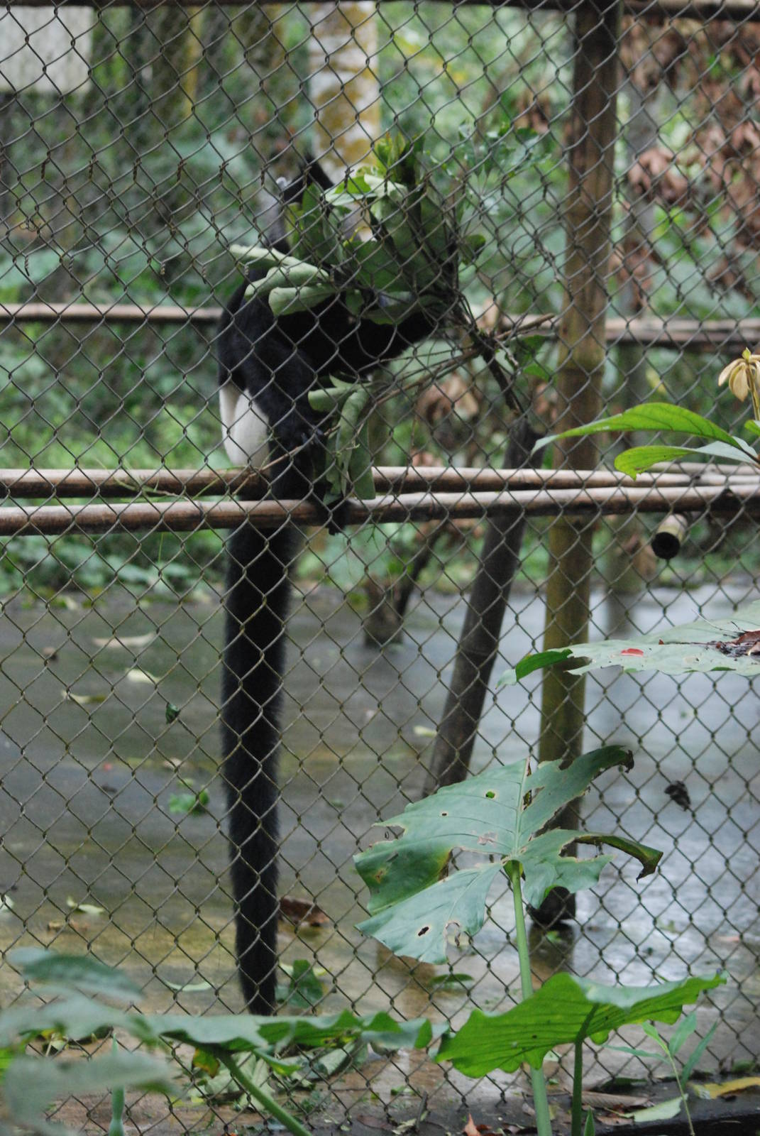 Delacour's Langur at EPRC Cuc Phuong, 10/03/12