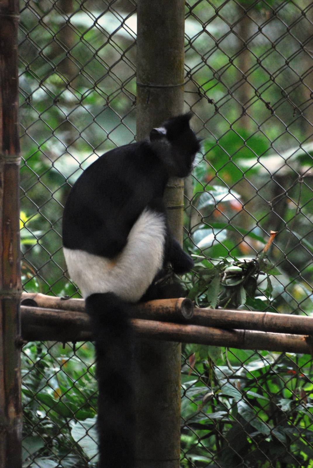 Delacour's Langur at EPRC Cuc Phuong, 10/03/12