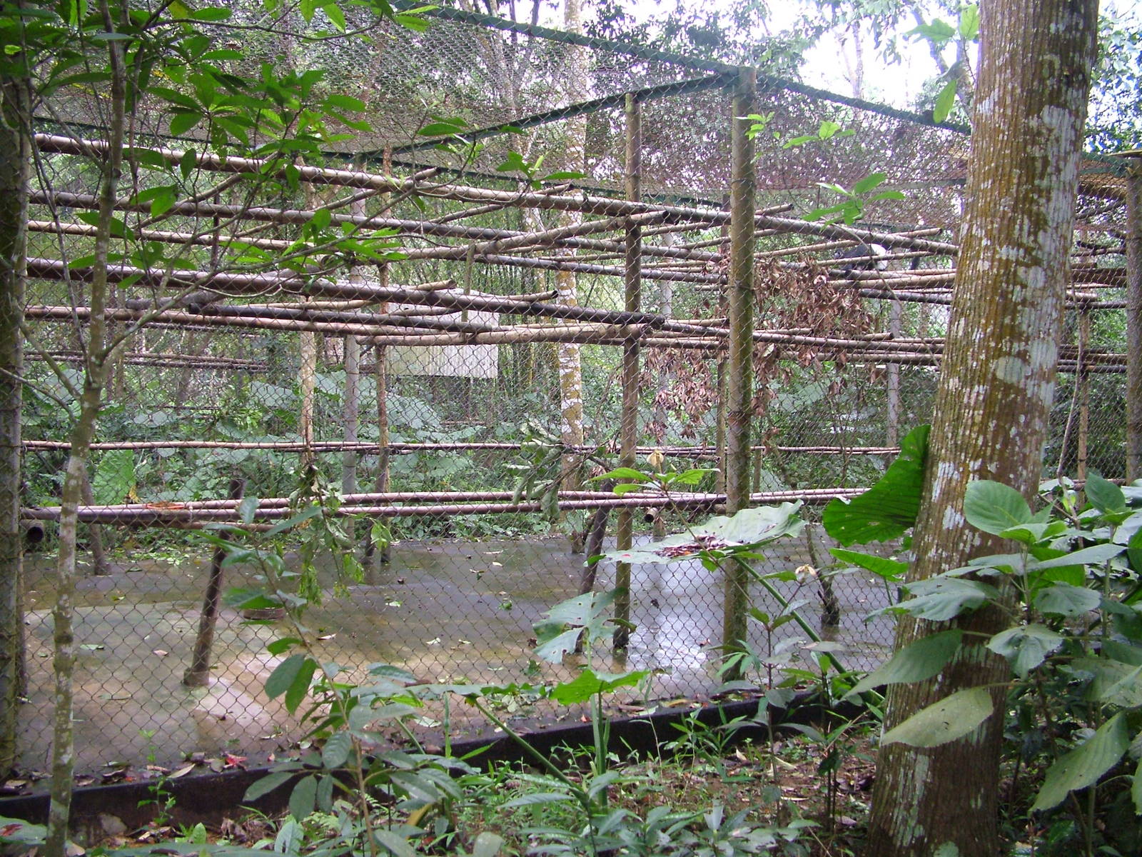 Delacour's Langur Exhibit at EPRC Cuc Phuong, 10/03/12
