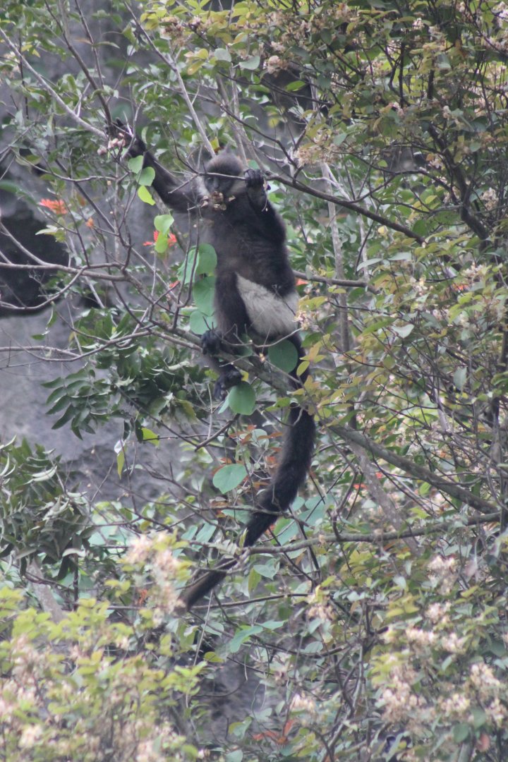 Delacour's Langur (Trachypithecus delacouri)