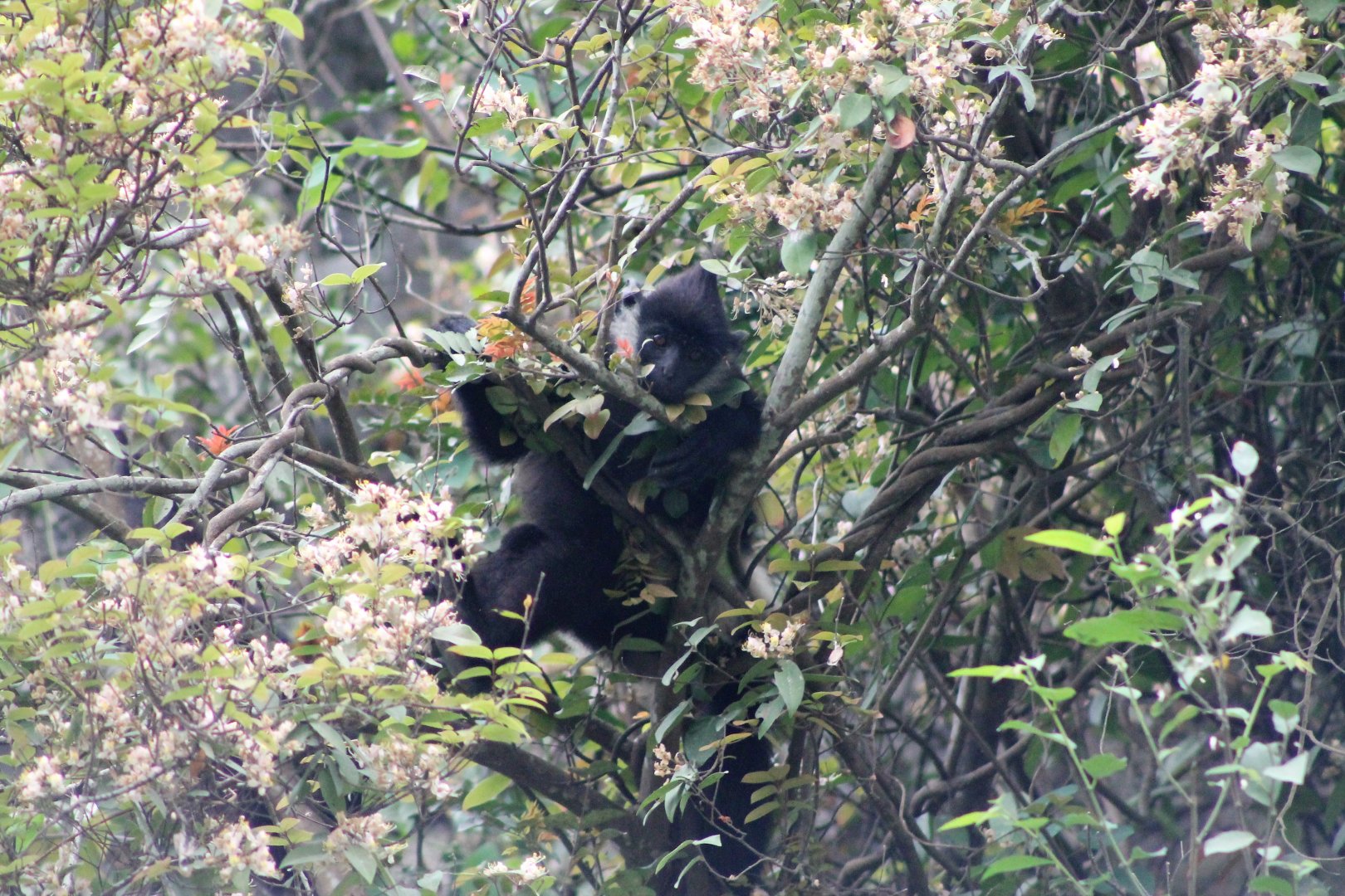 Delacour's Langur (Trachypithecus delacouri)