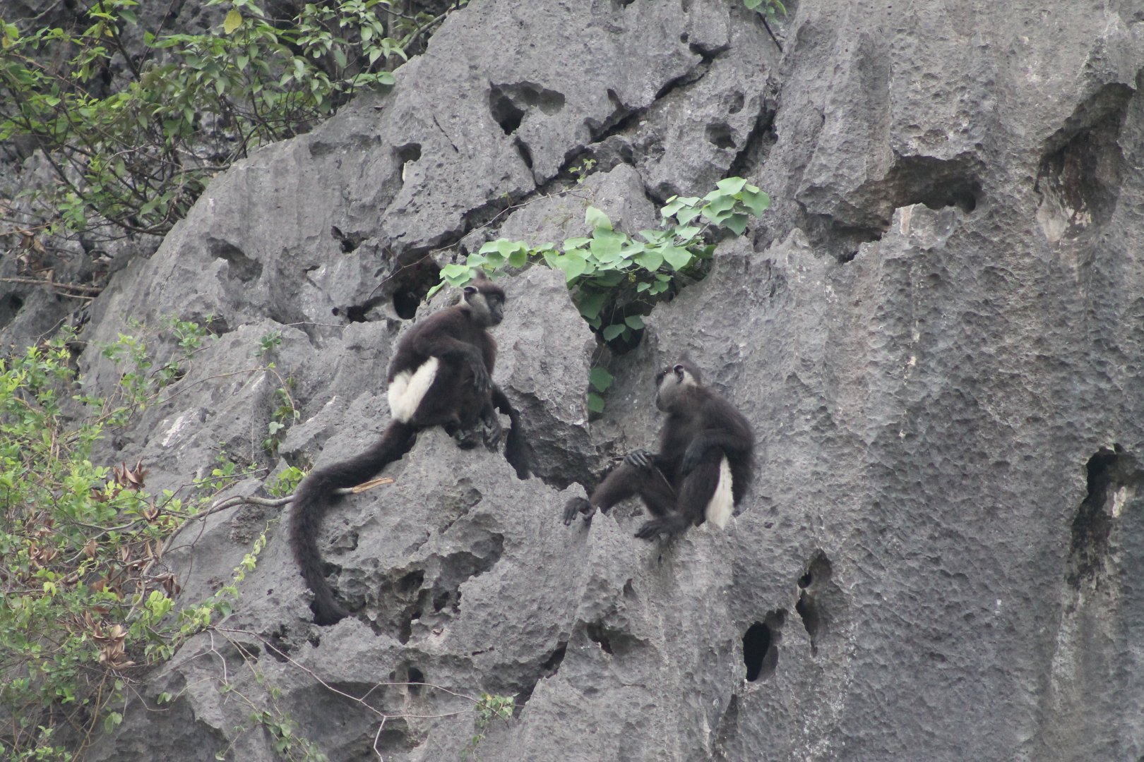 Delacour's Langur (Trachypithecus delacouri)
