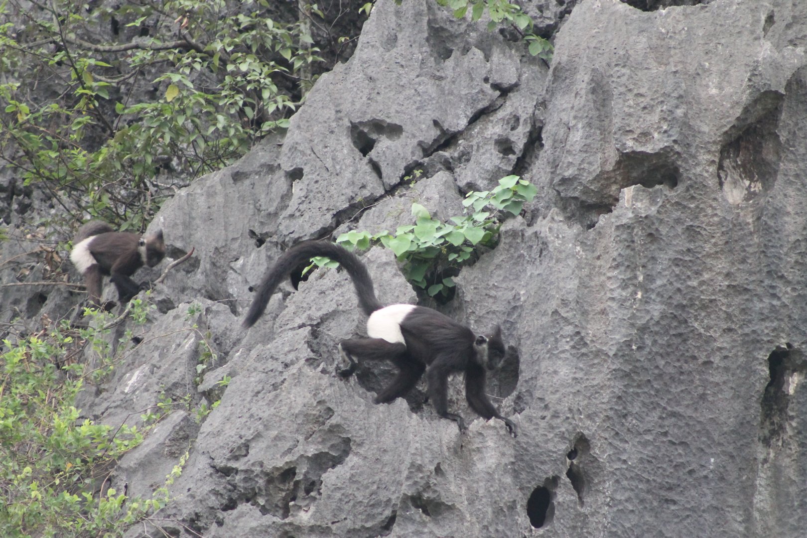 Delacour's Langur (Trachypithecus delacouri)