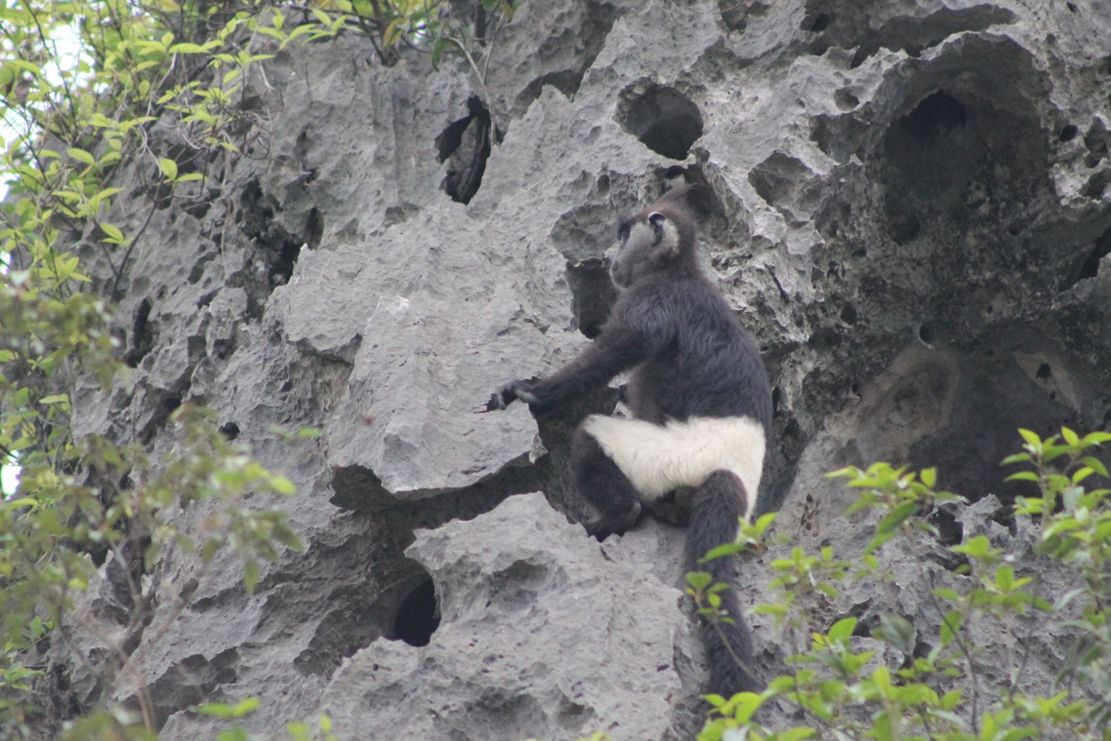 Delacour's Langur (Trachypithecus delacouri)