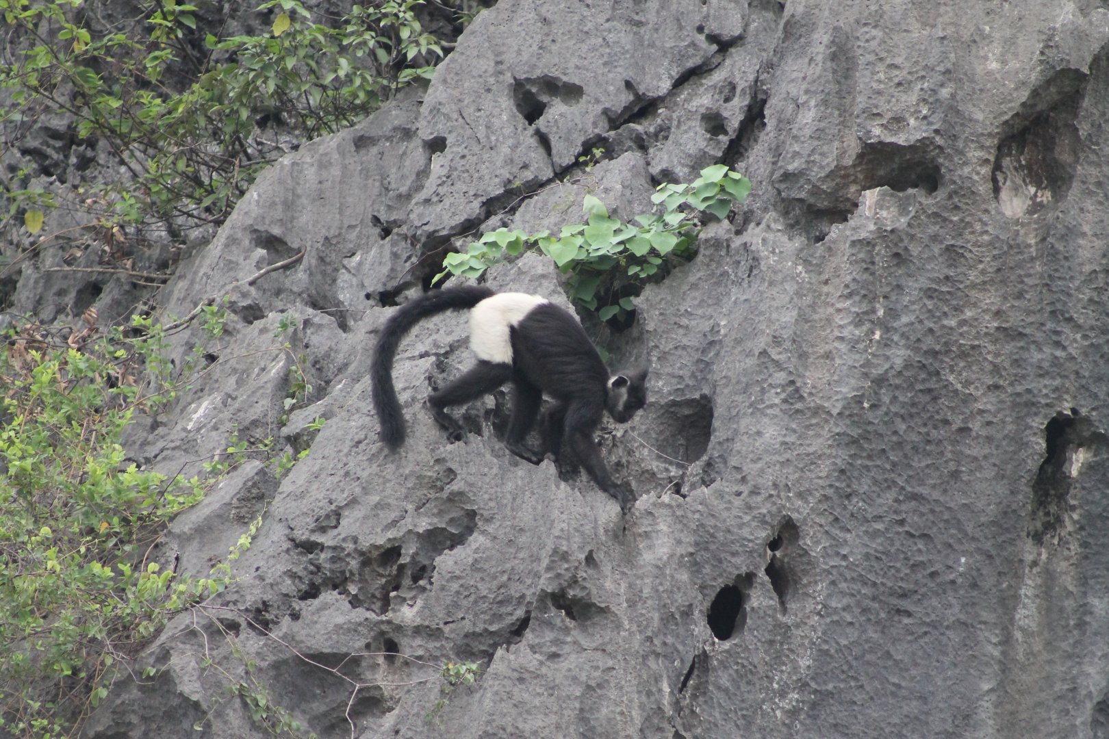 Delacour's Langur (Trachypithecus delacouri)