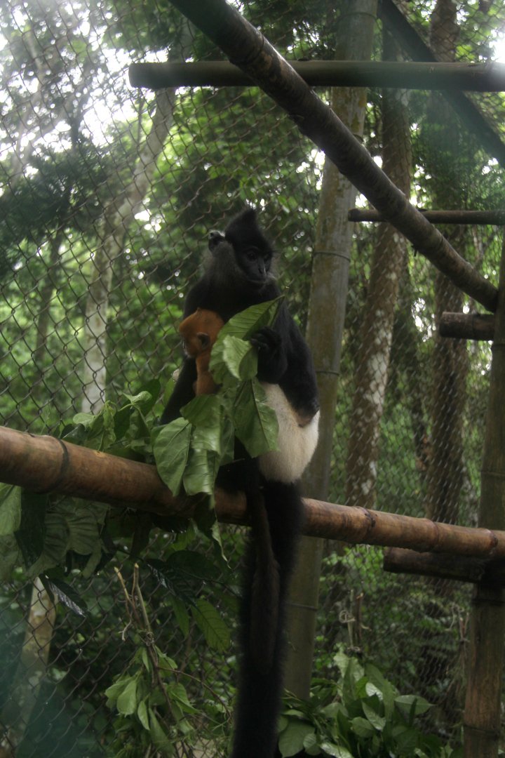 Delacour's langur (Trachypithecus delacouri)