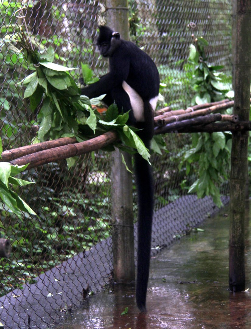 Delacour's langur (Trachypithecus delacouri)