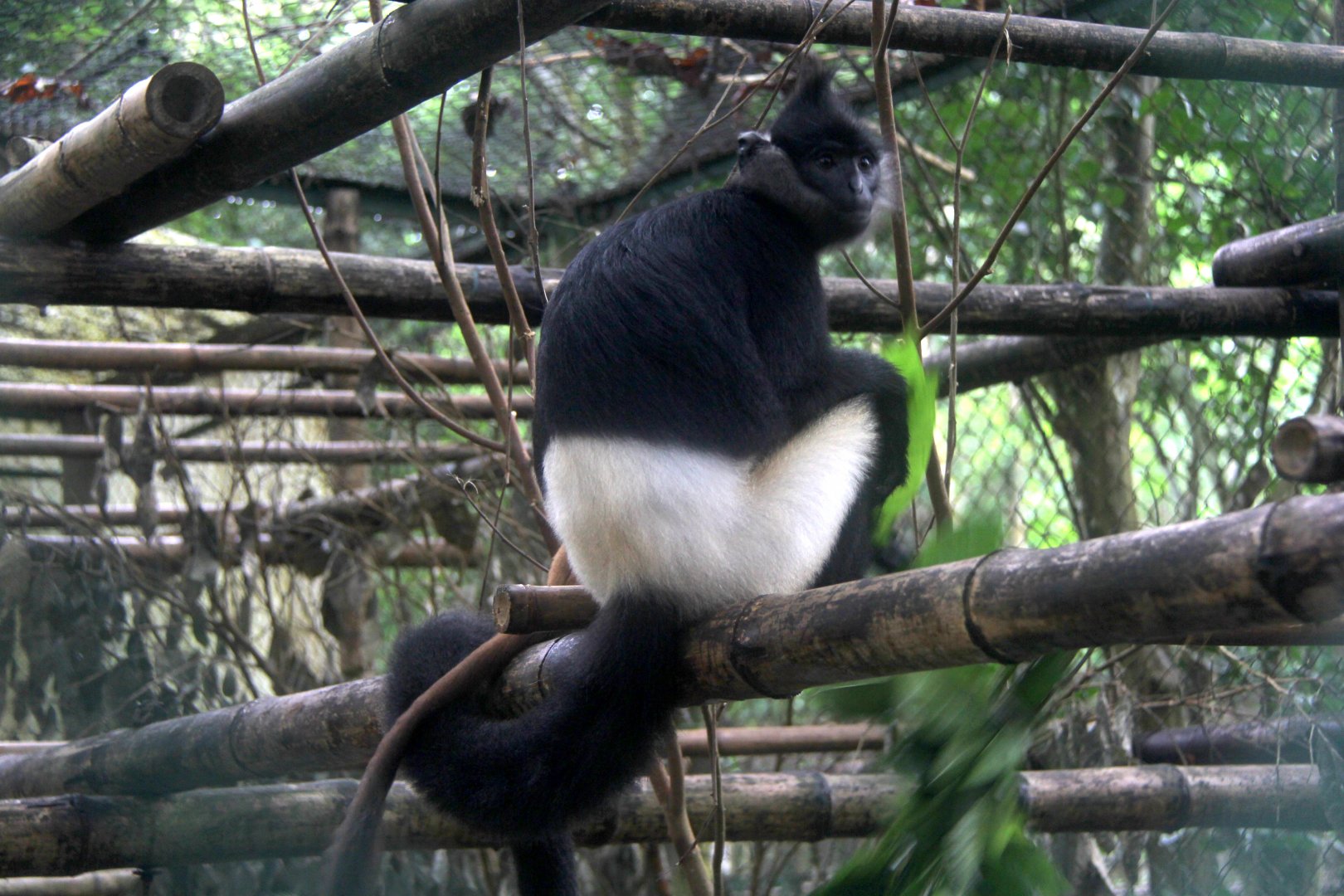 Delacour's langur (Trachypithecus delacouri)