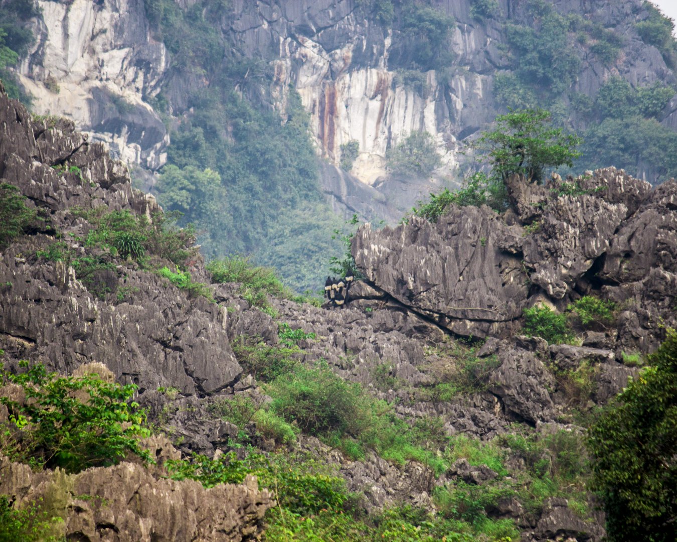 Delacour's langurs, Trachypithecus delacouri
