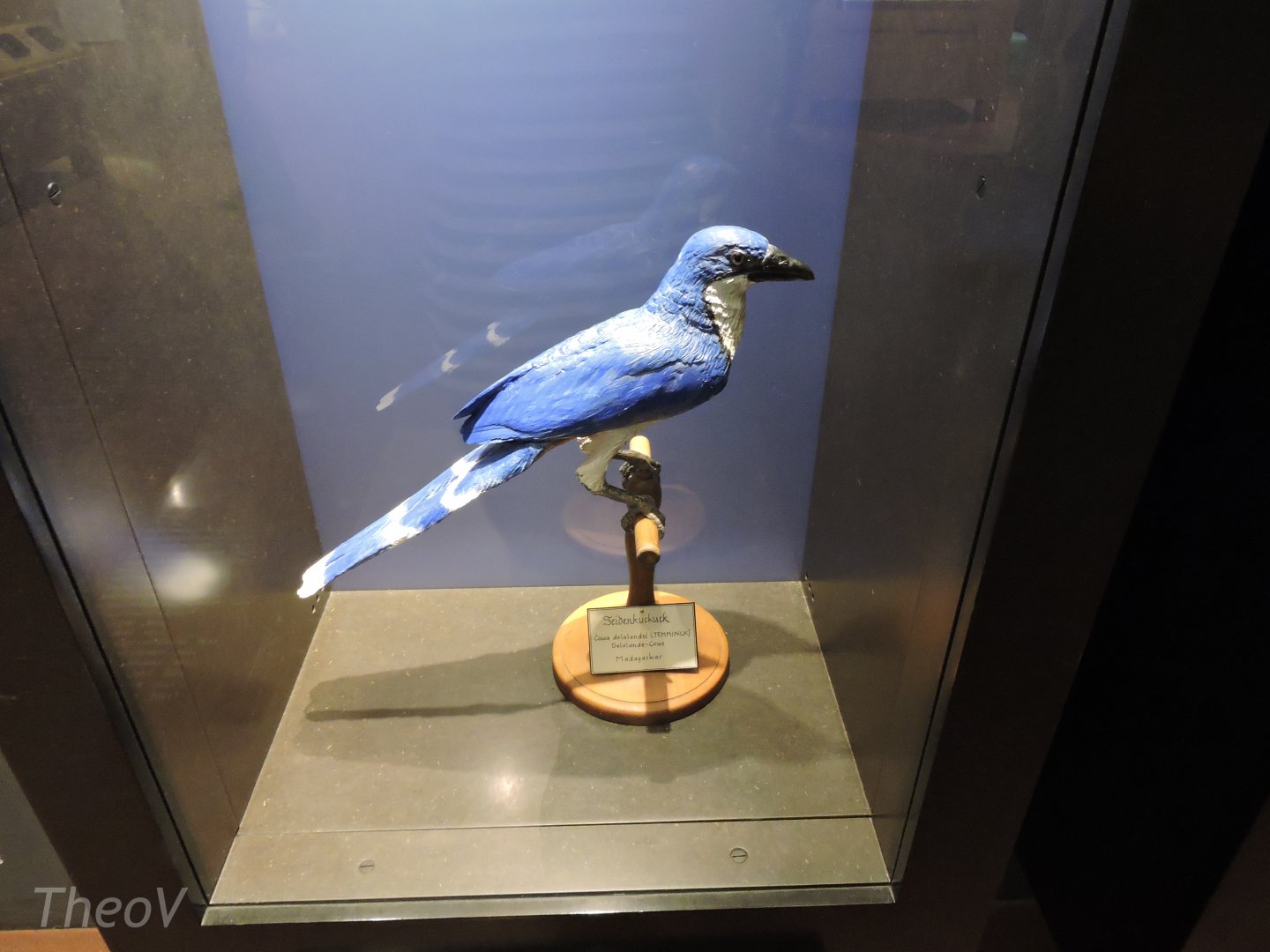 Delalande's coua [2015]