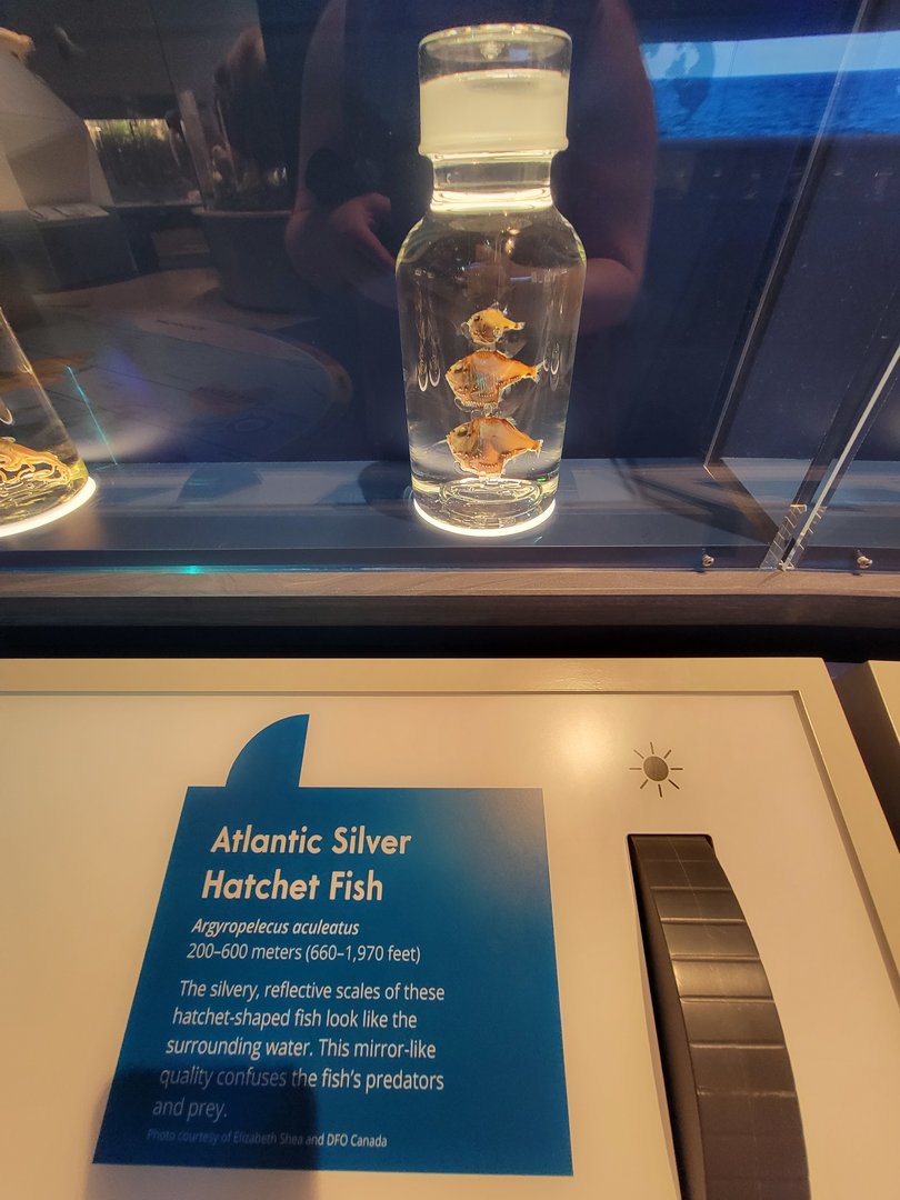 Delaware Museum of Science & Nature - Atlantic Silver Hatchet Fish (Argyropelecus aculeatus)