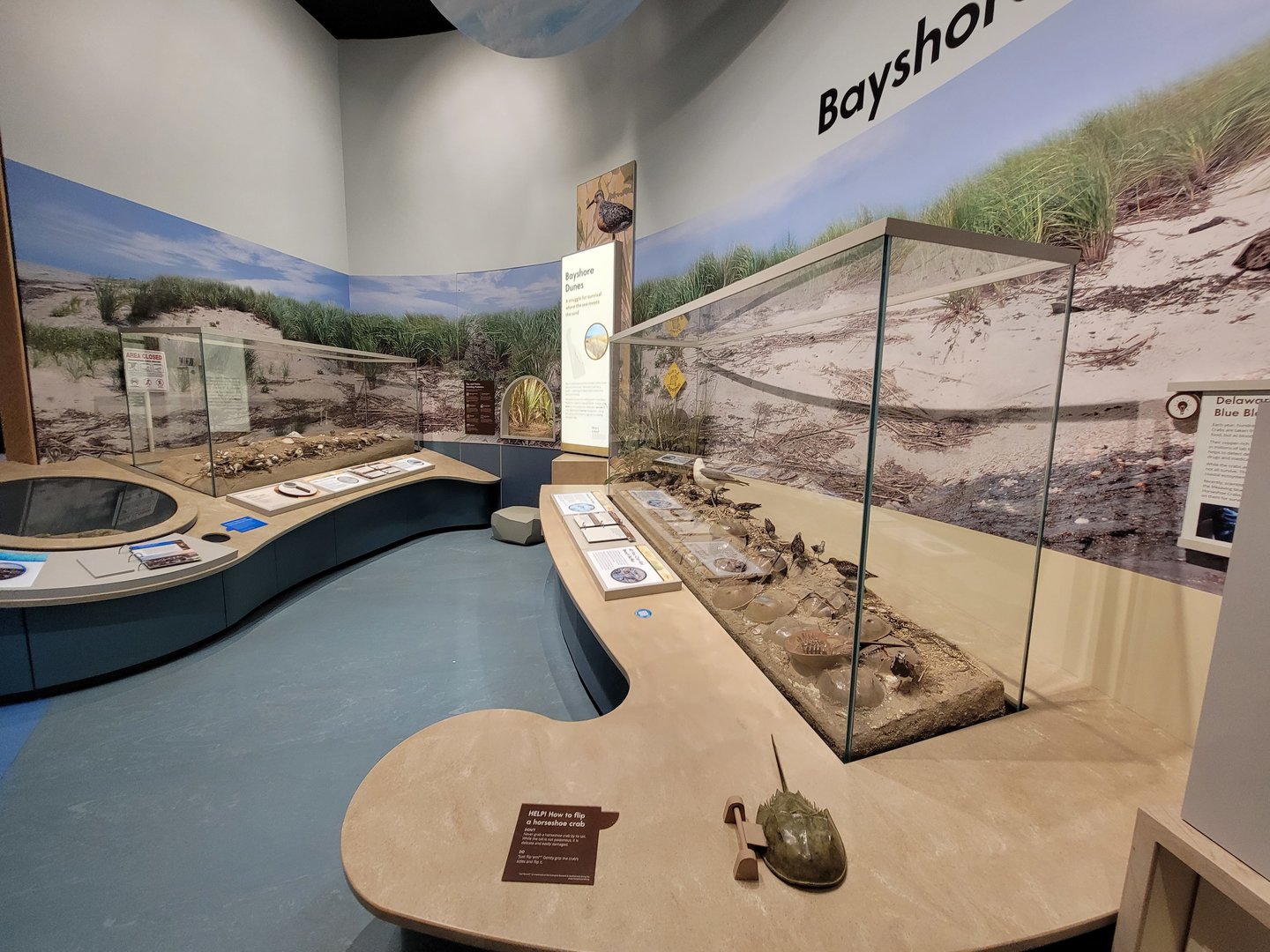 Delaware Museum of Science & Nature - Bayshore dioramas