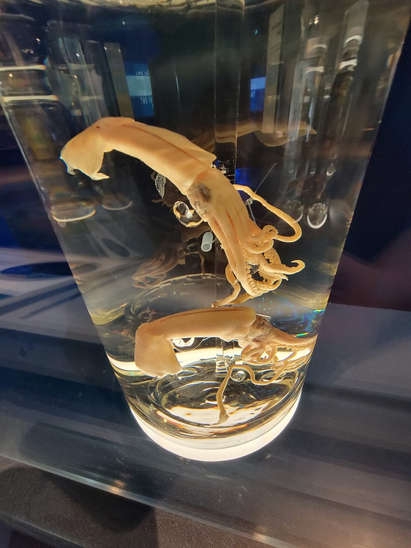 Delaware Museum of Science & Nature - Bean's Squid (Brachioteuthis beanii)