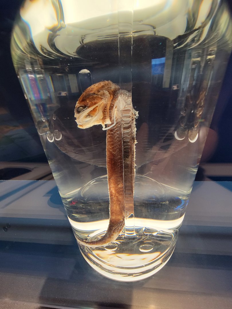 Delaware Museum of Science & Nature - Boa Dragonfish (Stomias boa)