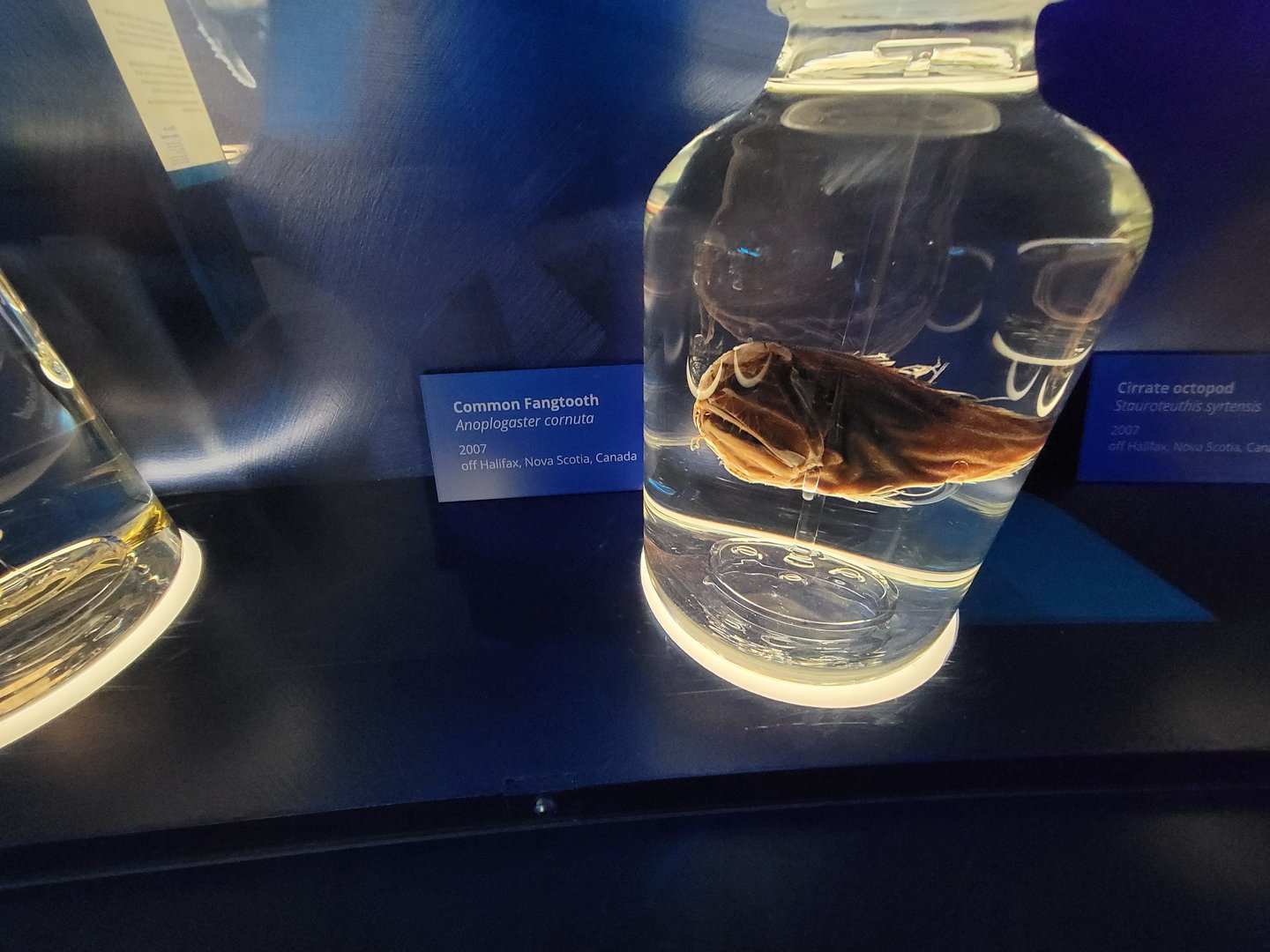 Delaware Museum of Science & Nature - Common Fangtooth (Anoplogaster cornuta)