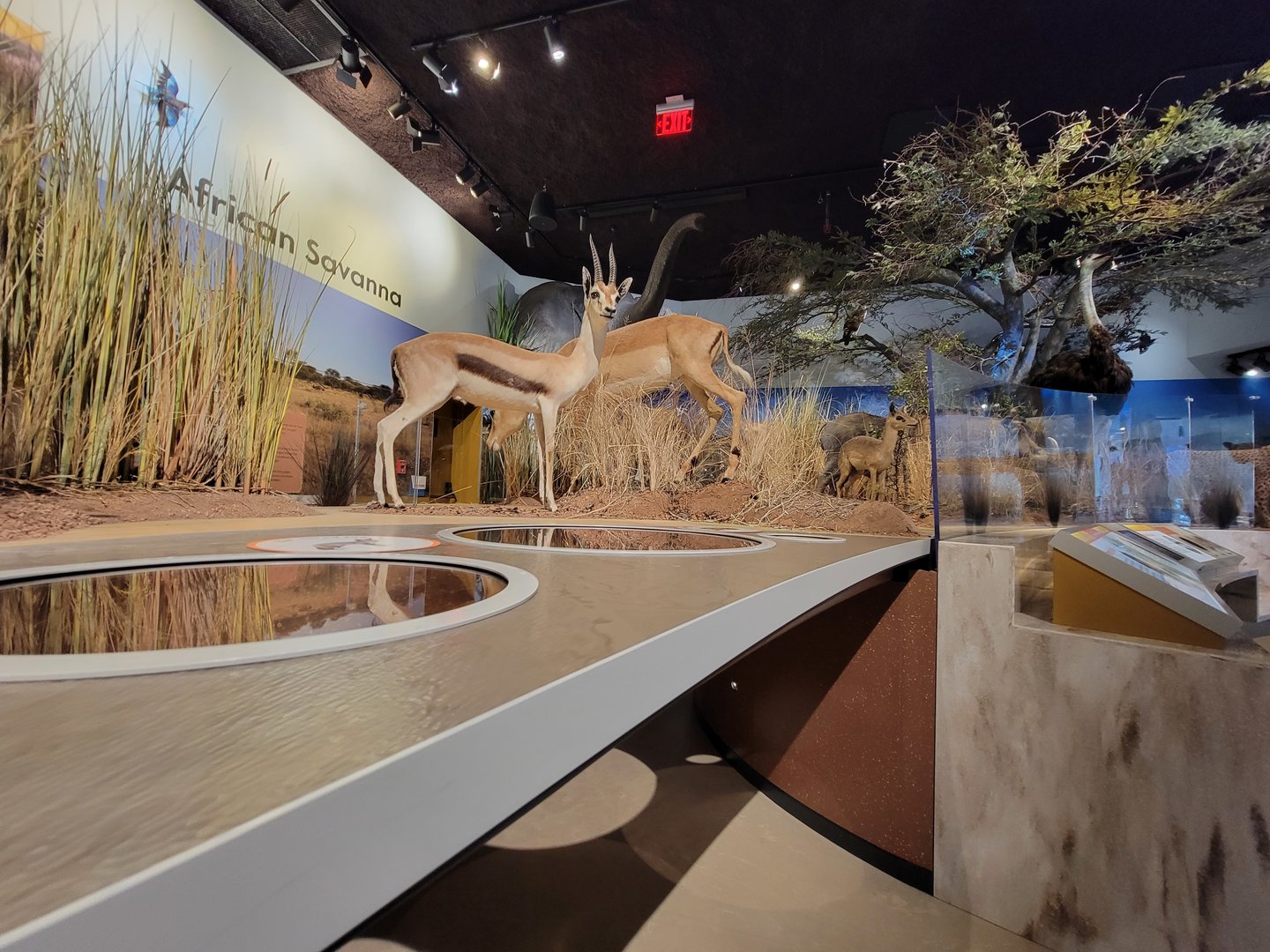 Delaware Museum of Science & Nature - Crawl under the gazelles to see burrowing species (Climate Changes Everything)