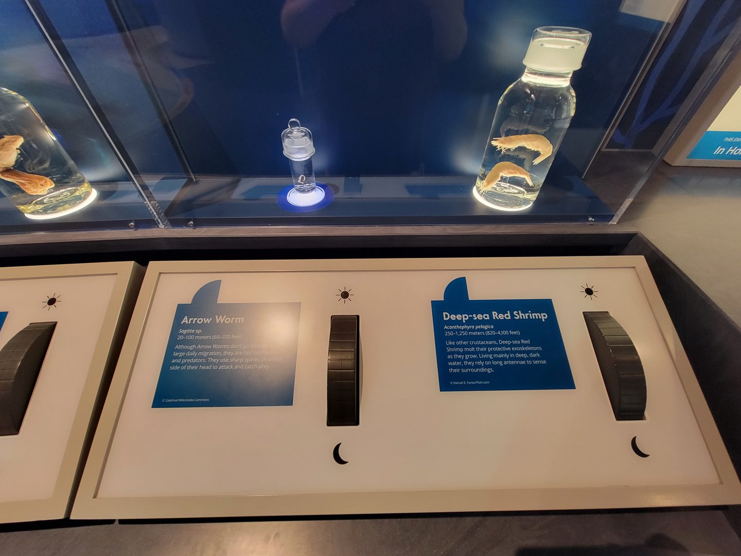 Delaware Museum of Science & Nature - Deep-sea Red Shrimp (Acanthephyra pelagica) and Arrow Worm (Sagitta sp.)