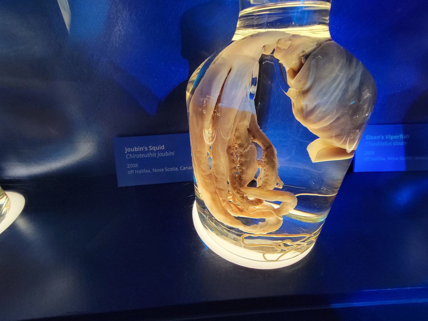 Delaware Museum of Science & Nature - Joubin's Squid (Chiroteuthis joubini)