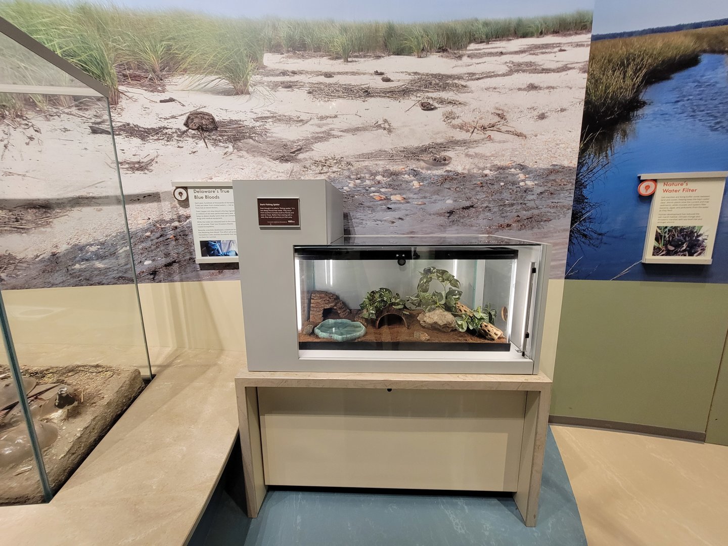 Delaware Museum of Science & Nature - Live species, Dark Fishing Spider