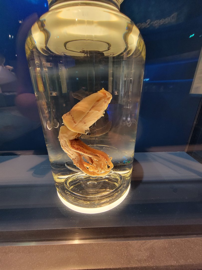 Delaware Museum of Science & Nature - Reverse Jewel Squid (Histioteuthis reversa)