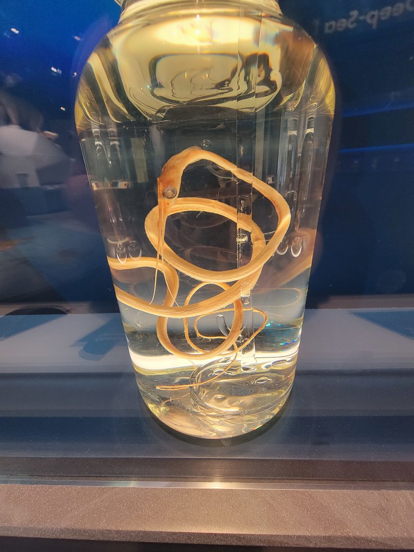 Delaware Museum of Science & Nature - Slender Snipe Eel (Nemichthys scolopaceus)