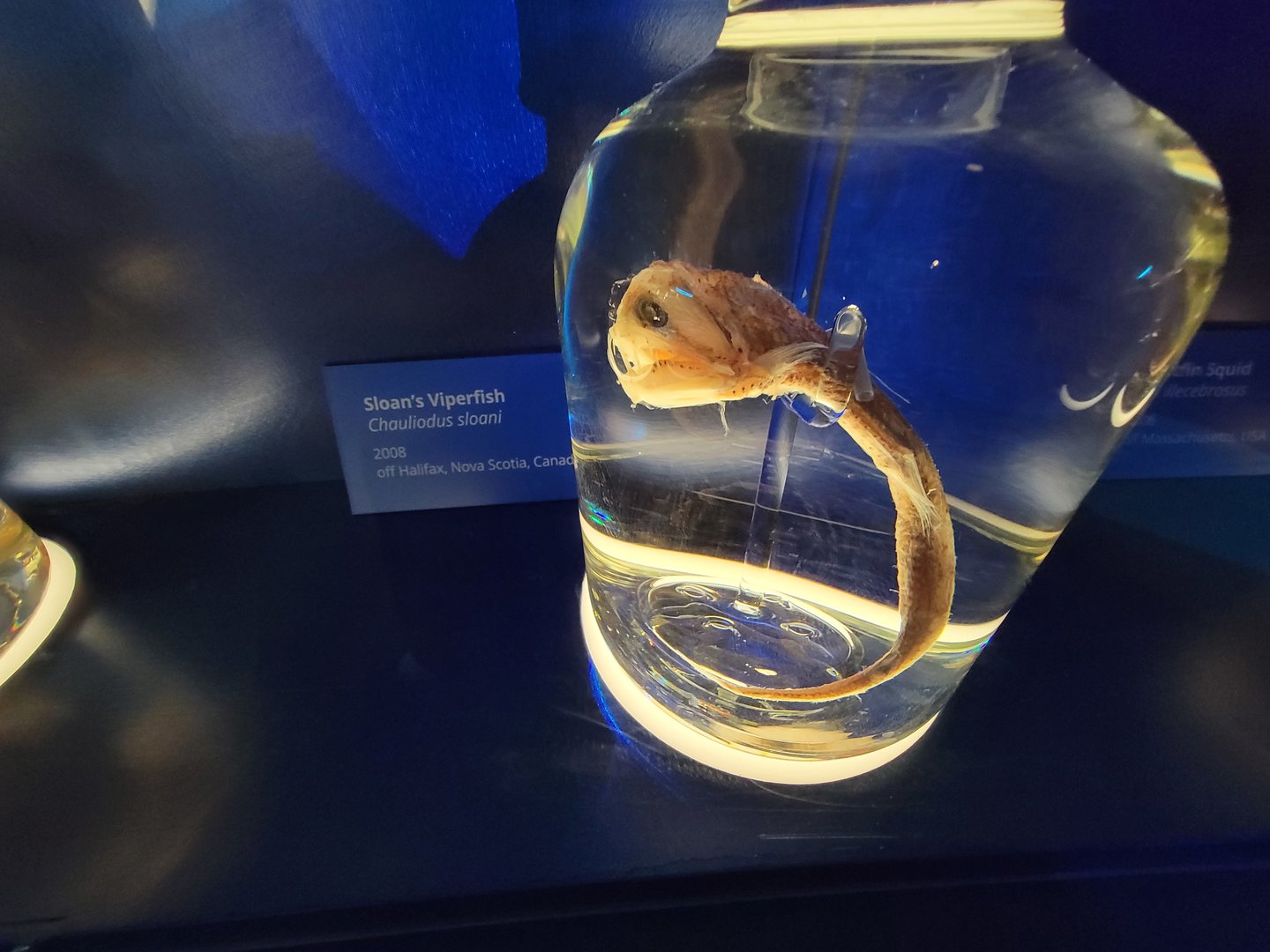 Delaware Museum of Science & Nature - Sloan's Viperfish (Chauliodus sloani)