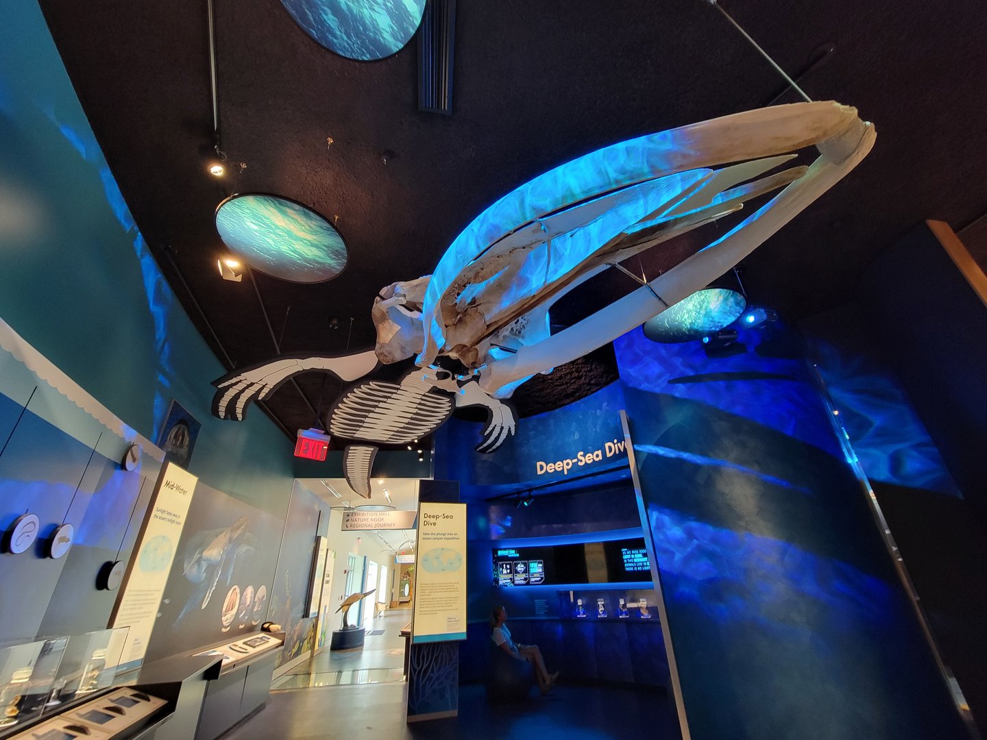 Delaware Museum of Science & Nature - Whale skull
