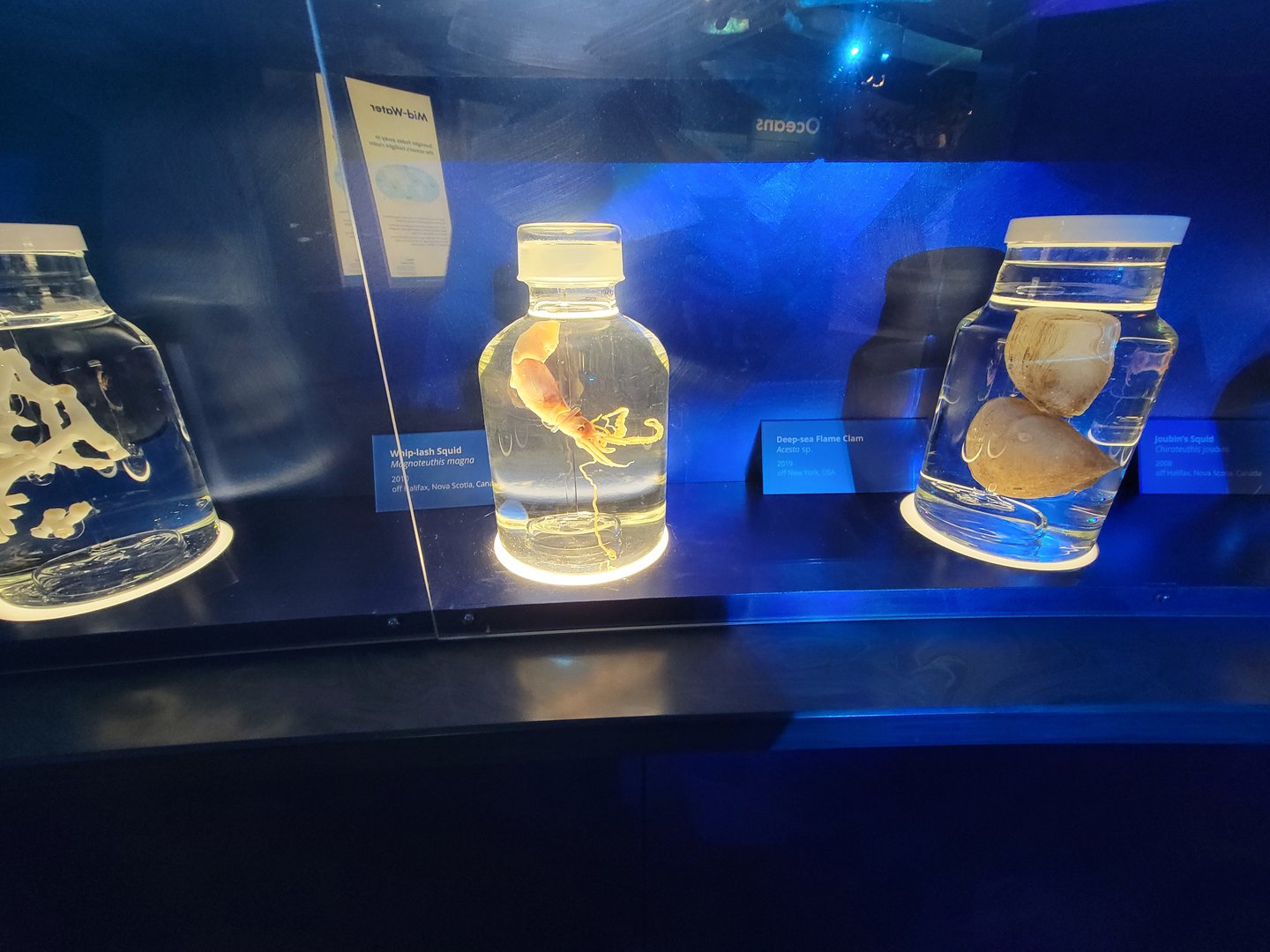 Delaware Museum of Science & Nature - Whip-lash Squid (Magnoteuthis magna) and Deep-sea Flame Clam (Acesta sp.)